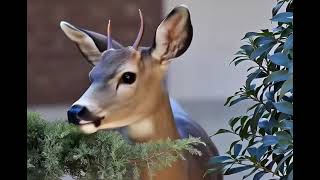 Fotografia de  un Ciervo