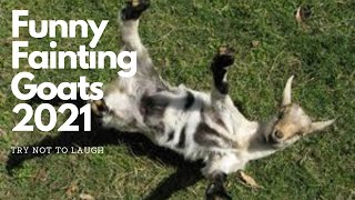Chèvres qui s'évanouissent - Vidéos drôles d'animaux - Essayez de ne pas rire.