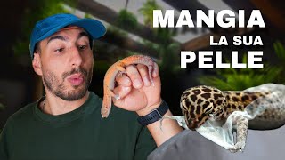 MUTA DEL GECO LEOPARDINO | COSA FARE SE NON RIESCE A MUTARE