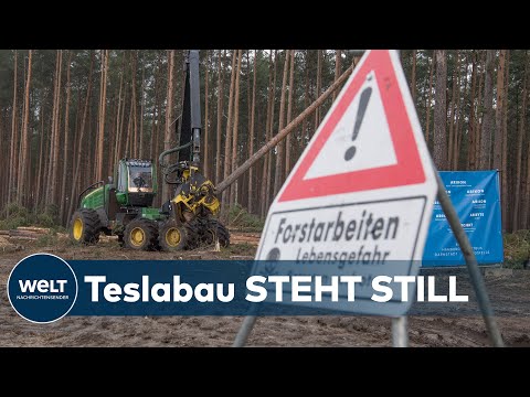 NACH BESCHWERDE: Tesla muss Waldrodung für Gigafactory 4 vorerst stoppen