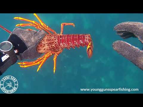 Cray Mission | Mataikona | YG Spearfishing