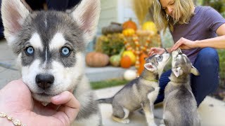 My Rescue Puppies Get Professionally Trained!