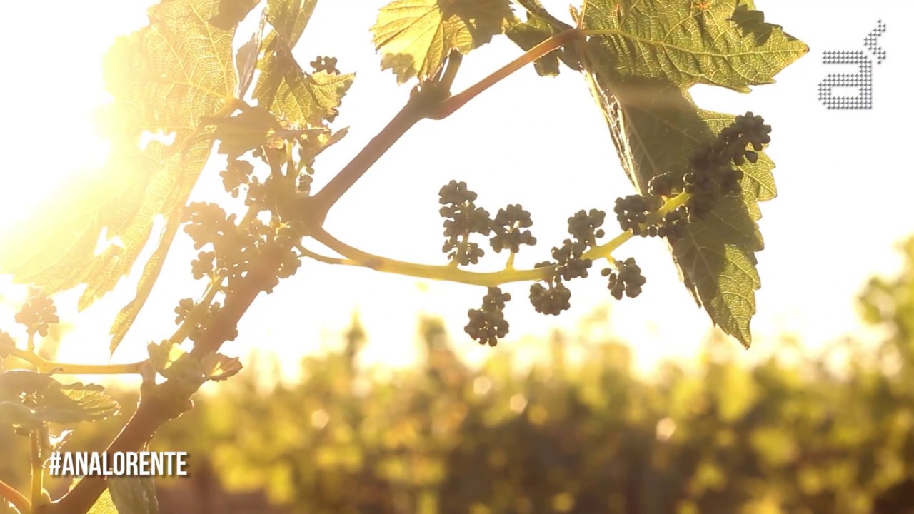 ¿Qué es una tempranillo