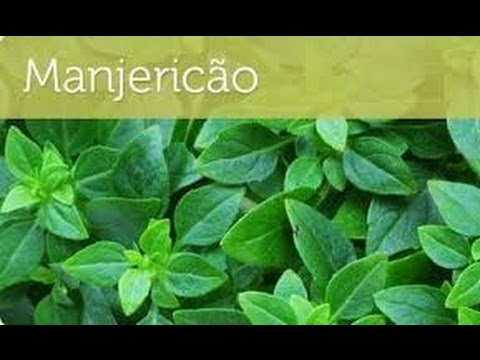 download lagu mp3 mp4 Banho Com Manjerico, download lagu Banho Com Manjerico gratis, unduh video klip Banho Com Manjerico