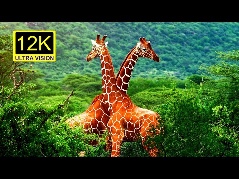See giraffes up close in a very fascinating way | Giraffe 8k Vision HD | 12k Animals