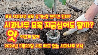 사과나무 심기 포트묘목 5월에 사과나무 심어도 될까? 사과나무보식 [사과재배]