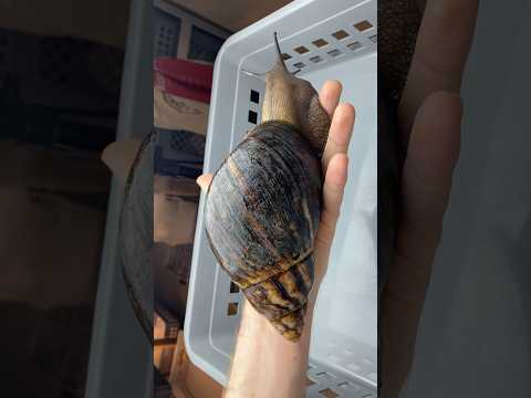 Lifecycle of the Largest Beetle and Snail species