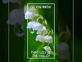 Lily of the Valley Benefits #shorts