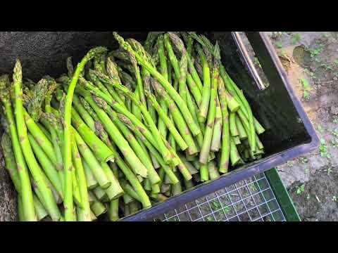 Christiaens Asparagus Harvesting Machines