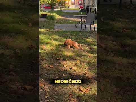 Putovanje Psa Sa Sindromom Skraćene Kičme! 🐶💙 #balkan #trending