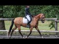 Hongre - OC - 5 ans - Dressage / CSO / Hunter - France