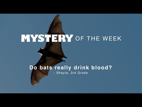 Do bats really drink blood?