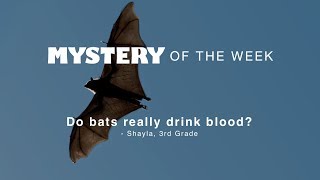 Do bats really drink blood?