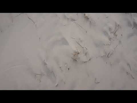 At the beach (strand) in Blokhus, Danmark, May 2024