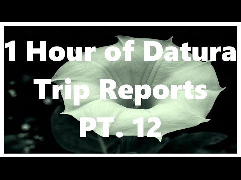 1 Hour of Datura Trip Reports Part 12