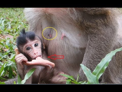 Adorable newborn monkey Berry! Why a cute Berry get milk like this?