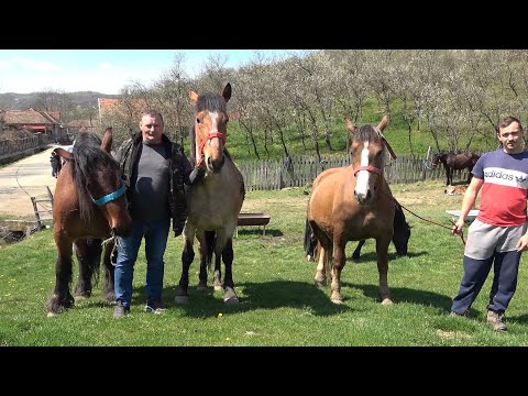 Caii lui Razvan de la Ocolisu Mic, Hunedoara - 2021 Nou!!!