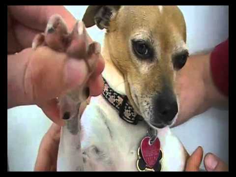 Videos from Pet Video Verify