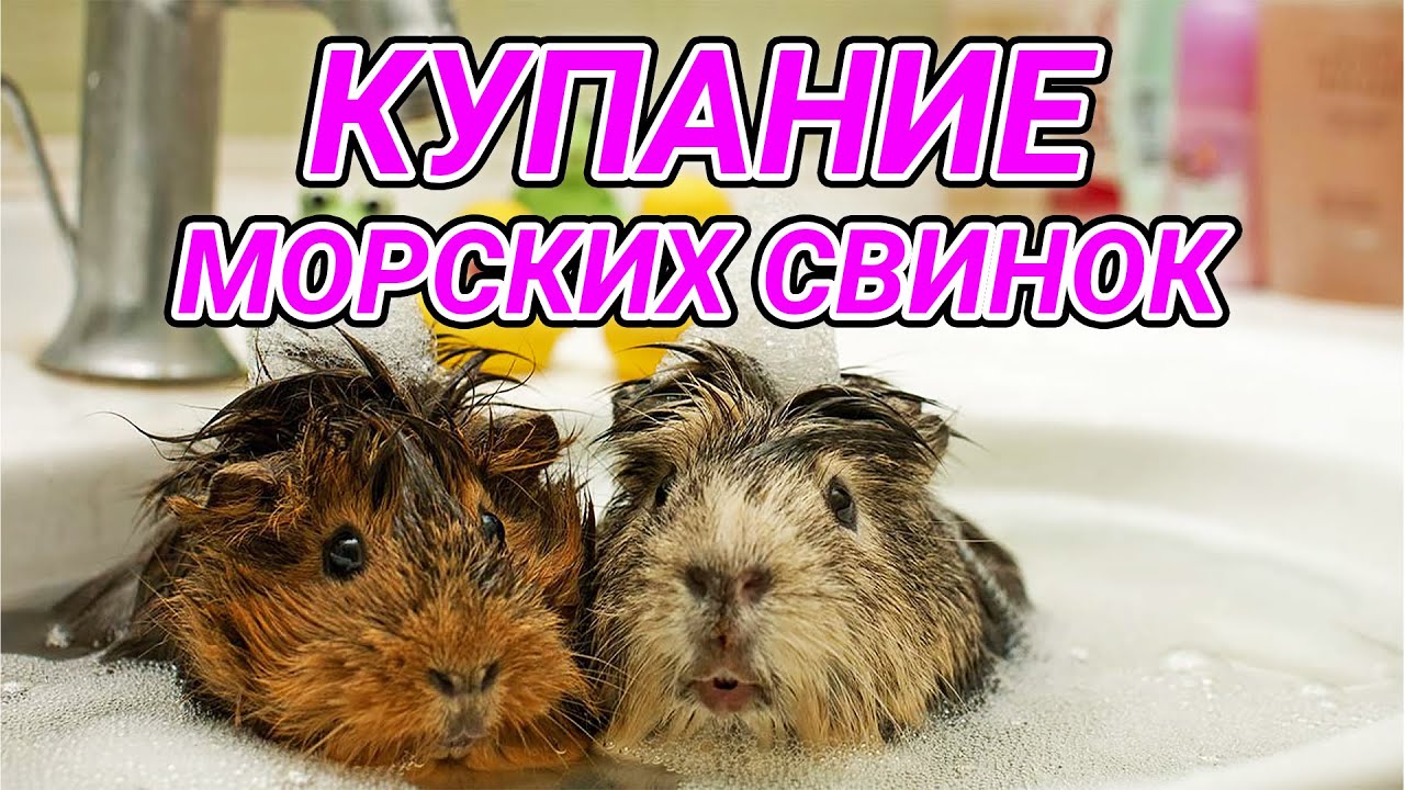 Купание морских свинок - можно или нет? Уход за морскими свинками