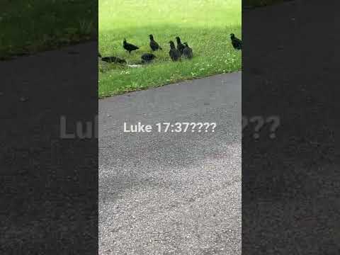Luke 17:37 | Vultures…….Any Comments???!! Just A 💭 #shortvideo #scriptures #meaning