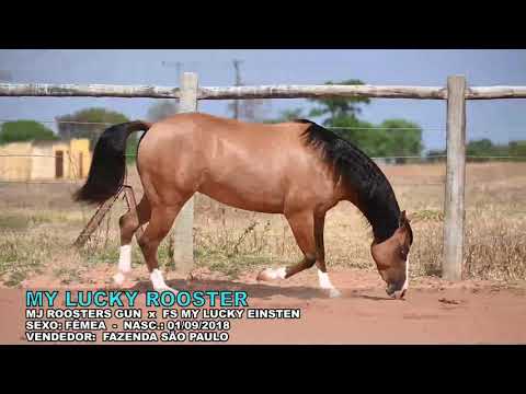 MY LUCKY ROOSTER // GOLEILOES