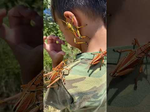 Lubber grasshoppers everywhere! #bug #insects #wildlife #nature