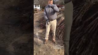 Pecan Trees at Isons Nursery Dec 2018