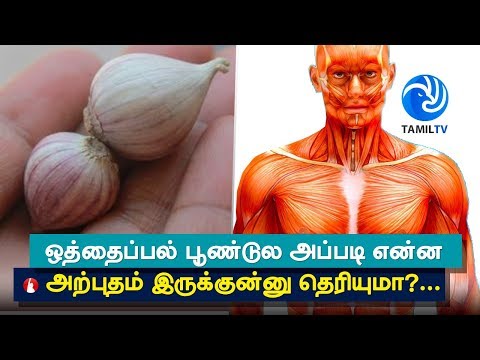 Top 5 health benefits of himalayan single clove garlic