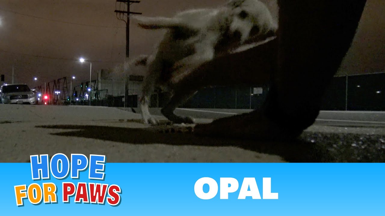 Something EXTREME had to be done in order to save this homeless dog.  DON'T BLINK or you'll miss it!