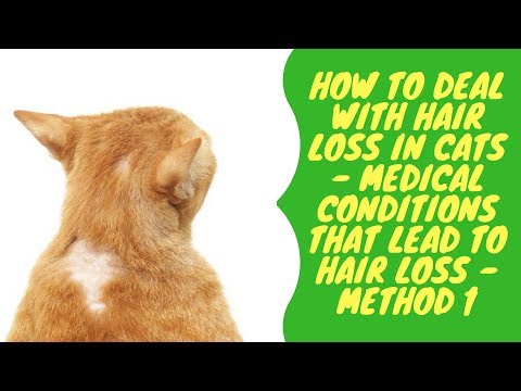 How to Deal with Hair Loss in Cats - Medical Conditions that Lead to Hair Loss - Method 1