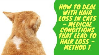 How to Deal with Hair Loss in Cats - Medical Conditions that Lead to Hair Loss - Method 1
