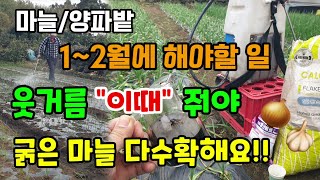 마늘/양파밭 1~2월에 해야할일 마늘웃거름은 "이때" 줘야 굵은 마늘 다수확합니다 벌마늘.스폰지마늘 발생원인…