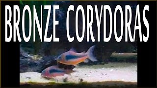 Bronze Corydoras