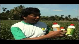 Download lagu Kesaksian Produk Organik NASA pada Budidaya Tanaman Cabai Rawit Jember mp3 Download lagu Kesaksian Produk Organik NASA pada Budidaya Tanaman Cabai Rawit Jember mp3