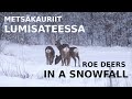 Metsäkauriit Lumisateessa Chevreuils Sous La Neige Roe Deers And Snowfall Oulu FIN 1 1 2021