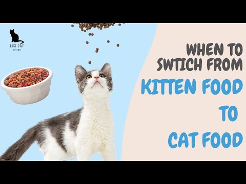 When To Switch From Kitten Food To Cat Food