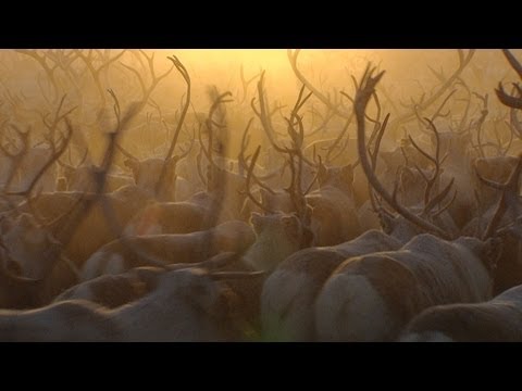 Näkkälä - Trailer