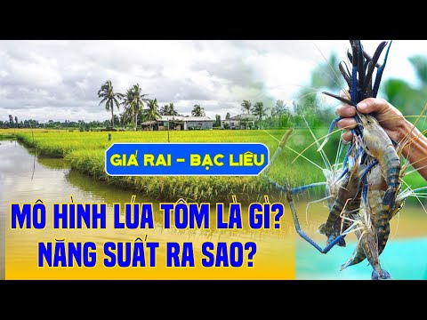 Miền Tây bội thu mô hình luân canh LÚA - TÔM