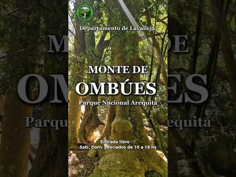📍 Monte de Ombúes – Parque Nacional Arequita | Lavalleja, Uruguay Junto a @tipsuruguayos