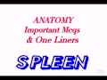 SPLEEN- Anatomy mcqs/one liners for pg entrance exam