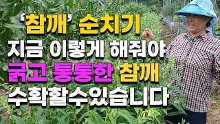 참깨 다 잘라버렸습니다 굵고 통통한 참깨를 수확하려면 지금 꼭 순치기해주세요 - 참깨재배 참깨농사 들깨재배