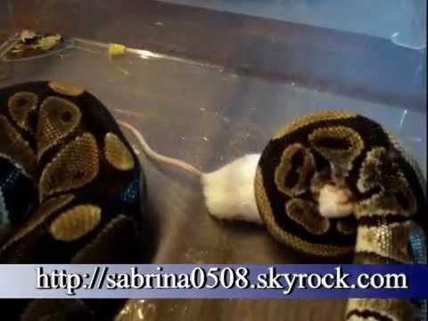 comment retrouver un python royal