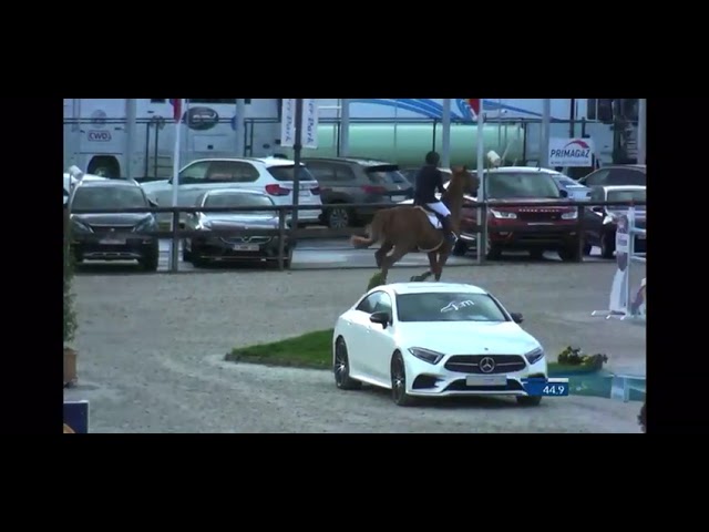 Sire of Good Looking Girl Z