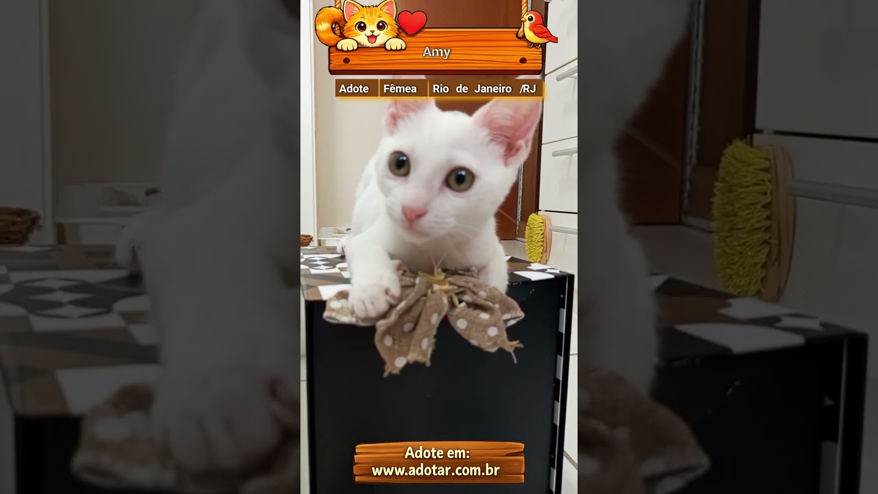 Gato raça SRD-ViraLata idade 2 a 6 meses nome Amy