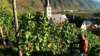 preview picture of video 'Mosela en Alemania Turismo: Cochem - cosecha de las uvas tiene lugar'