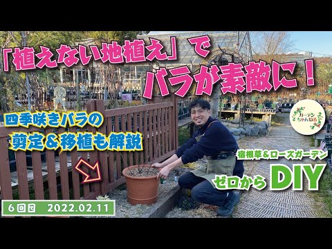 バラを正しく植える 庭の練習