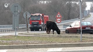 В Кърджали набелязаха мерки за ограничаване на пътните инциденти със селскостопански животни