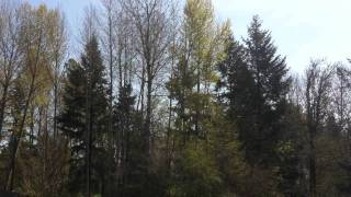 B-17 Bomber Liberty Bell