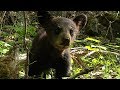 Feeding A Cute Black Bear Cub BBC Earth