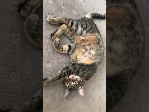 Tabby Cat Cookie gets too hot and keeps rolling on the carpet.